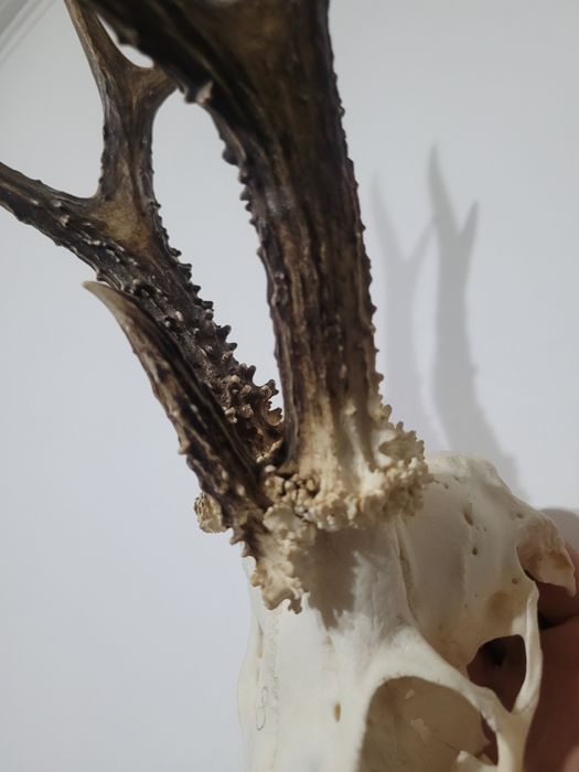 Parostki kozła 3 tykowiec