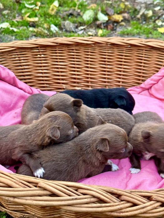 Щеночки —будут до 6-7 кг