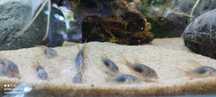 Corydoras Bronze