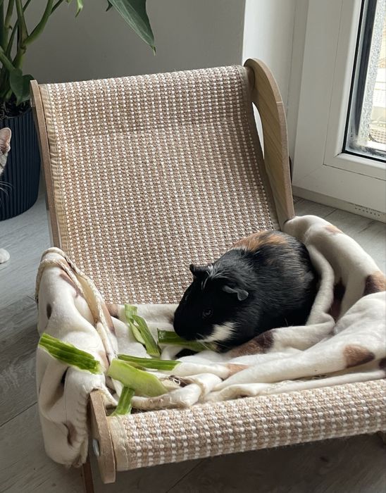 Oddam swinke morską