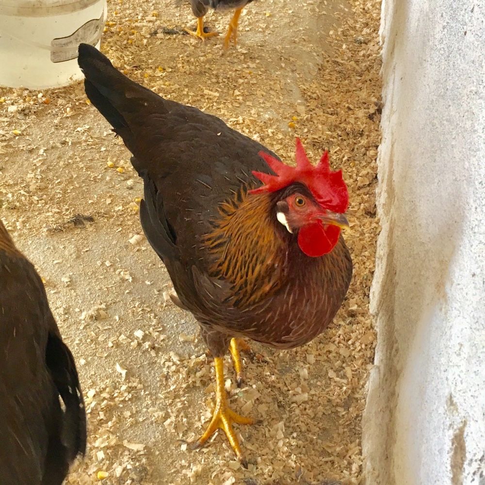 Galinhas de várias raças.