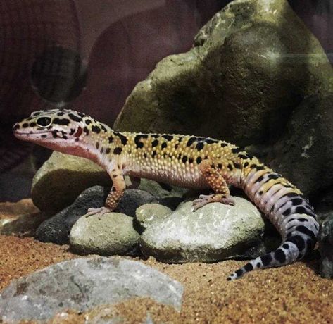 Эублефар ручной геккон для новичков улыбающаяся ящерица