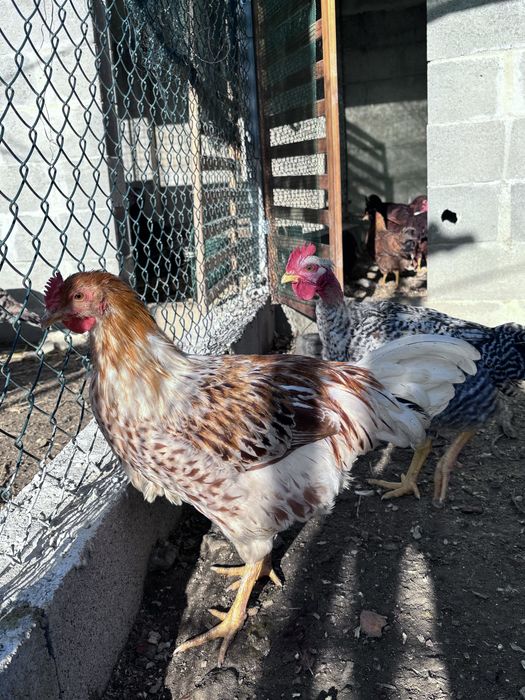 Galos de raça Rhode Island Red