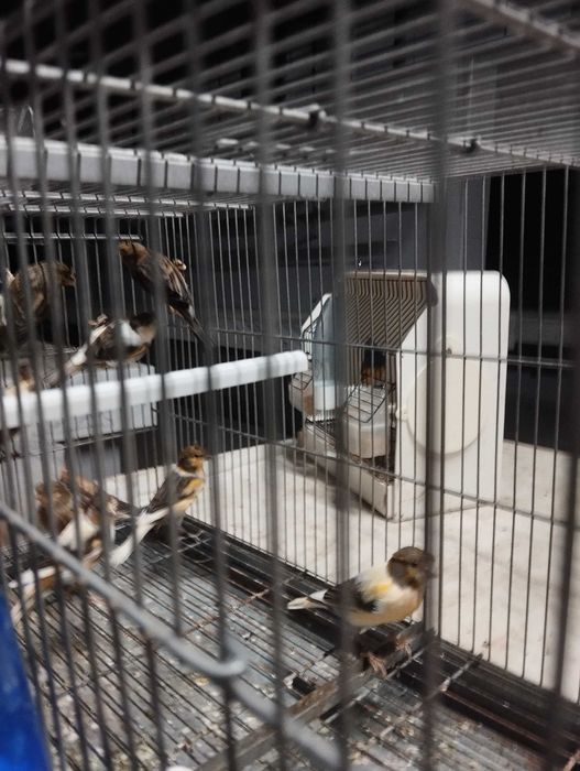 Canários arlequins e amarelos