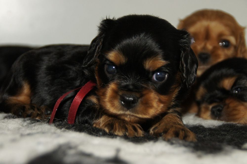 Cavalier King Charles Spaniel FCI, gotowy do odbioru