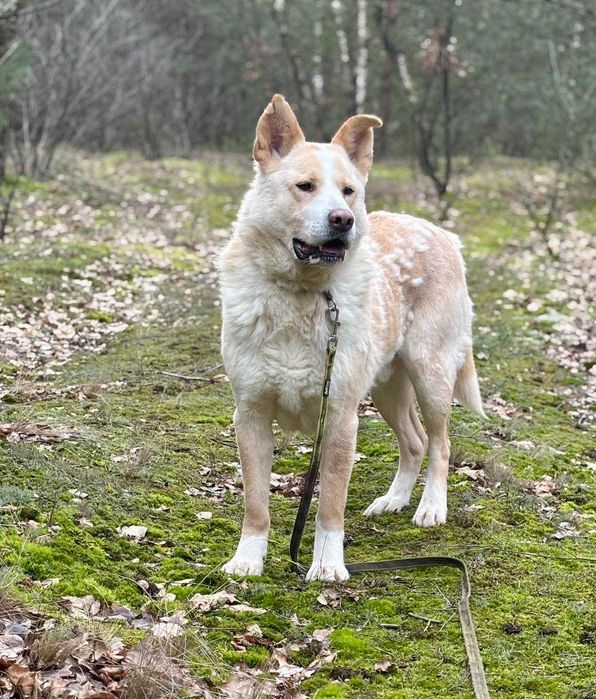 Misiek mix akity i labradora