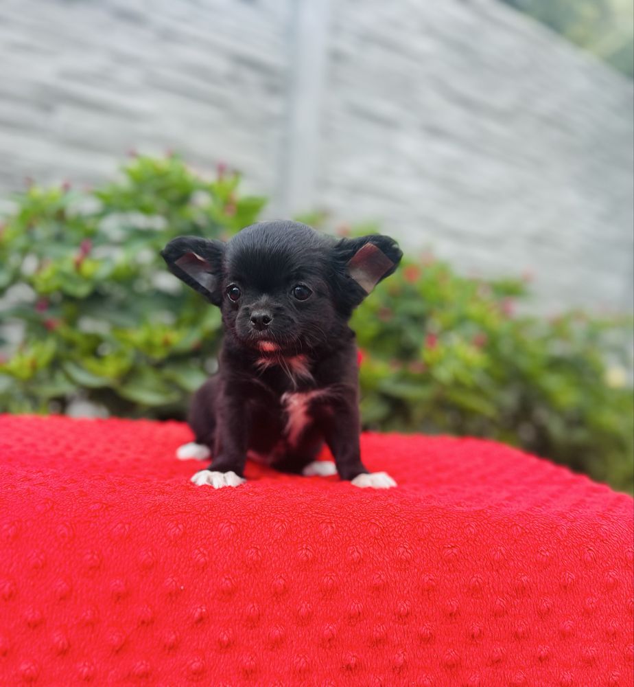 Suczka chihuahua dlugowlosa z metryka FCI ZKwP