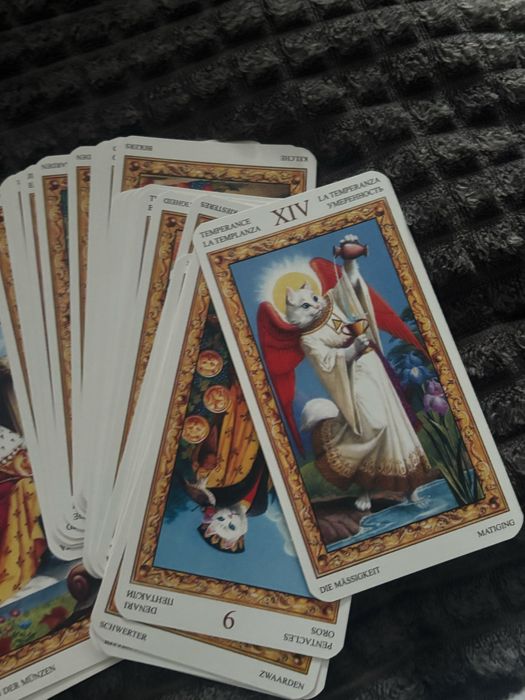 таро, таро з котиками