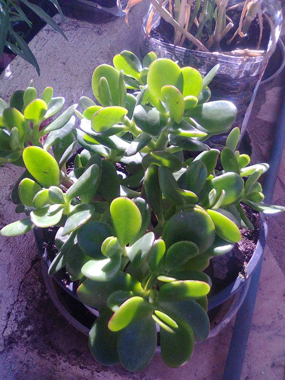 Planta de Jade - A planta da amizade