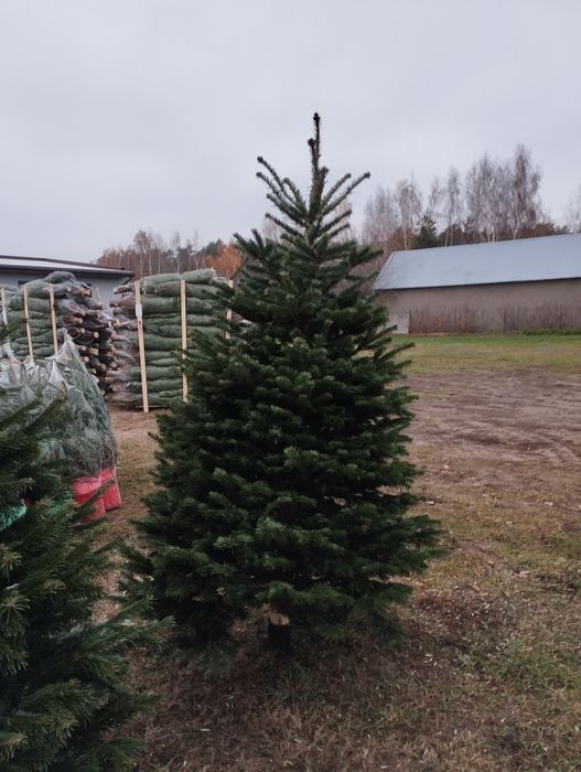 Jodła Kaukaska Świerk hoinki