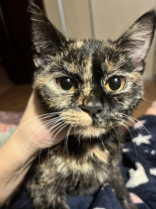 Отдам кошку черепахового окраса, девочка, молодая, нашли на гагарина