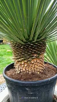 Juka Yucca Rostrata 130cm