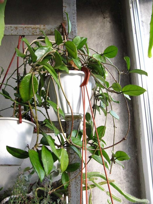 Хойя Карноза взрослая, свежесрез