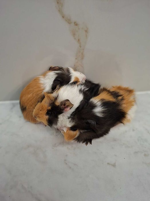 Młoda świnka morska samiczki 2 i samiec