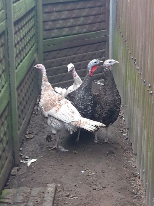 Indyk  indyki   4  szt  INDYCZKI  polecam