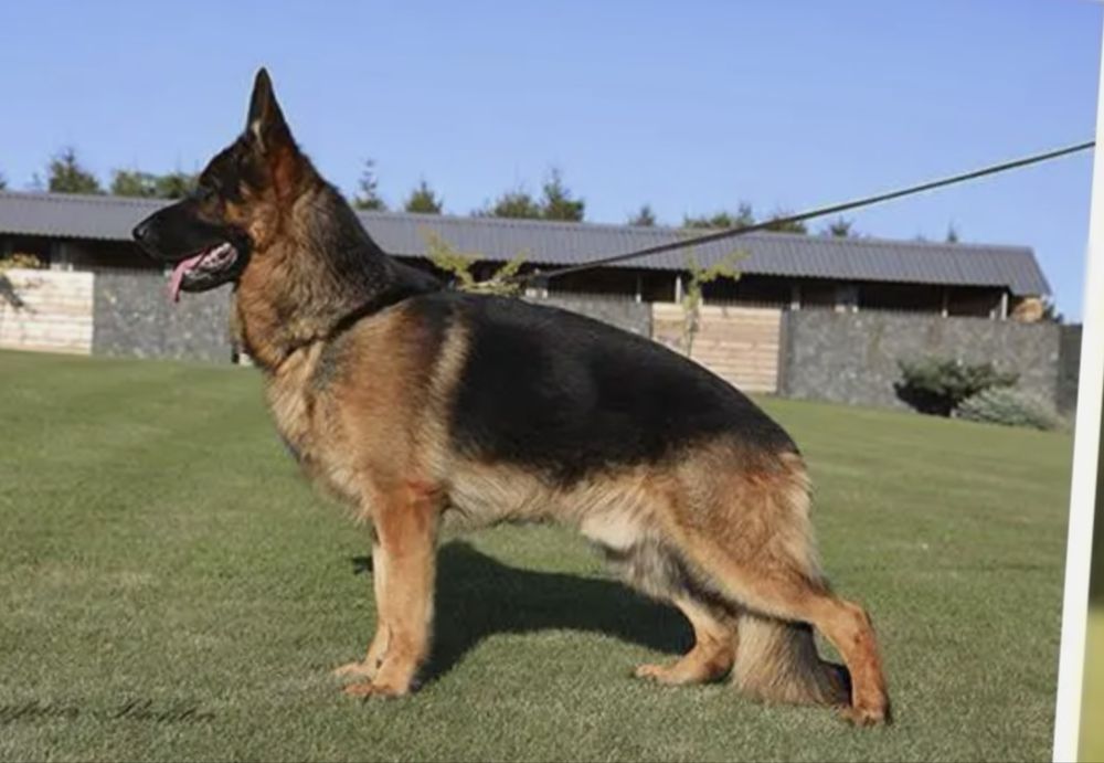 Owczarek niemiecki suczka FCI owczarki niemieckie