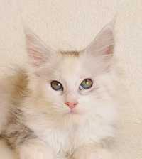 Przepiękna koteczka z rodowodem PZF/WCF uznawanym na całym świecie