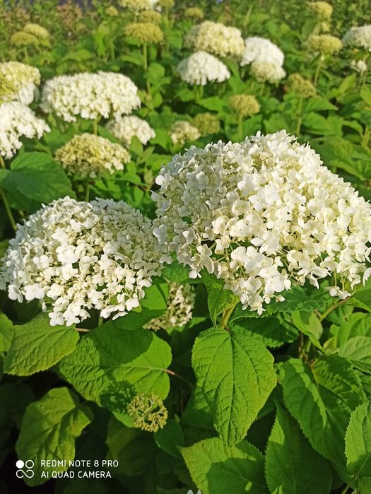 Hortensja drzewiasta ! duża sadzonka doniczka!