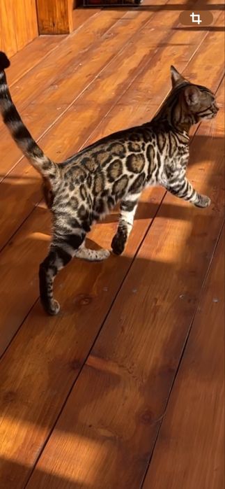 Бенгальське елітне кошеня Арія з родоводом