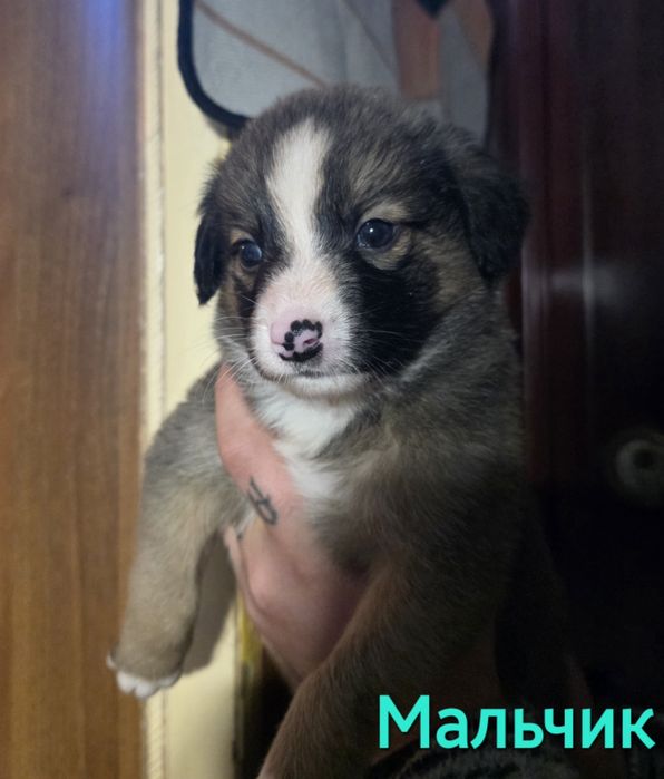 Пожалуйста, помогите спасти и найти дом.