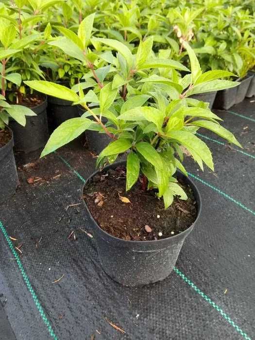 Hortensja bukietowa C2