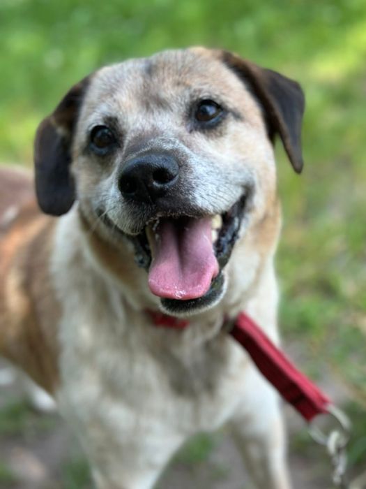 Ząbek, wyjątkowy, nieduży wesołek