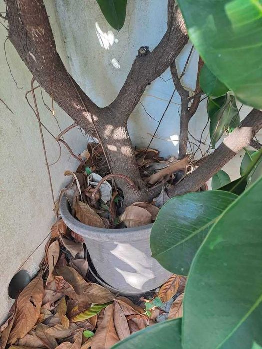 Planta Borracheira