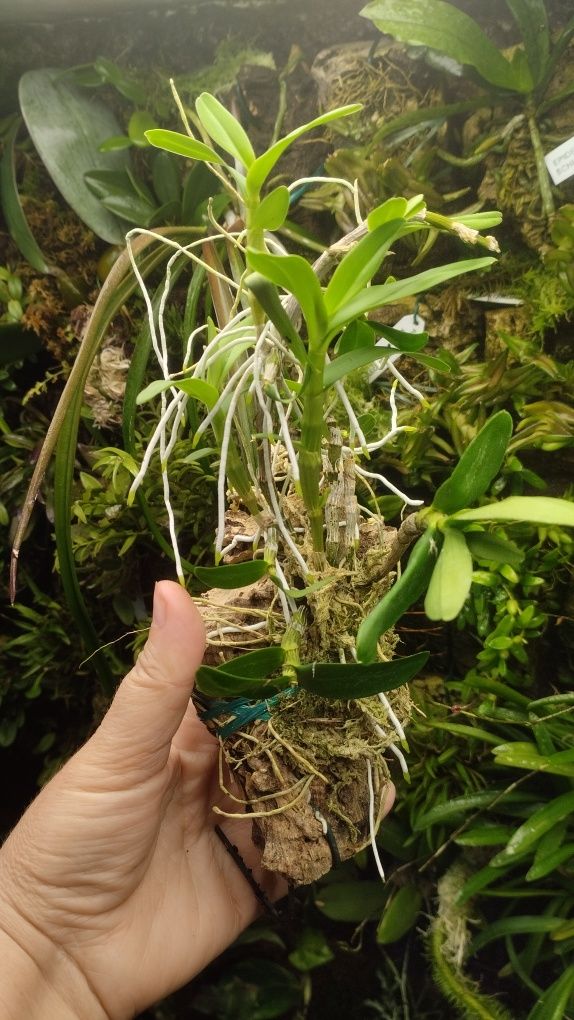 Орхідея Dendrobium pocket lover Green valley