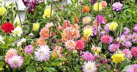 Георгіна або Жоржина