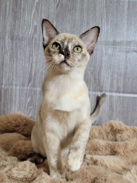 Девочка бурмы, бурманская кошка