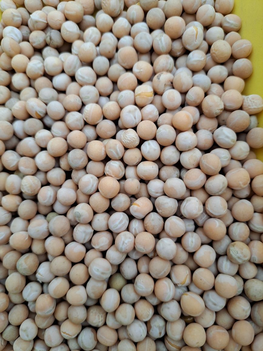 Groch gorczyca koniczyna trawa lucerna wyka peluszka kupkowka banatus