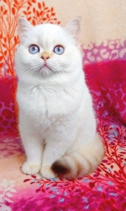 Девочка милашка шотландочка Ооочень добрая и ласковая