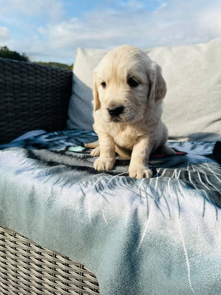 Golden Retriever   lindo