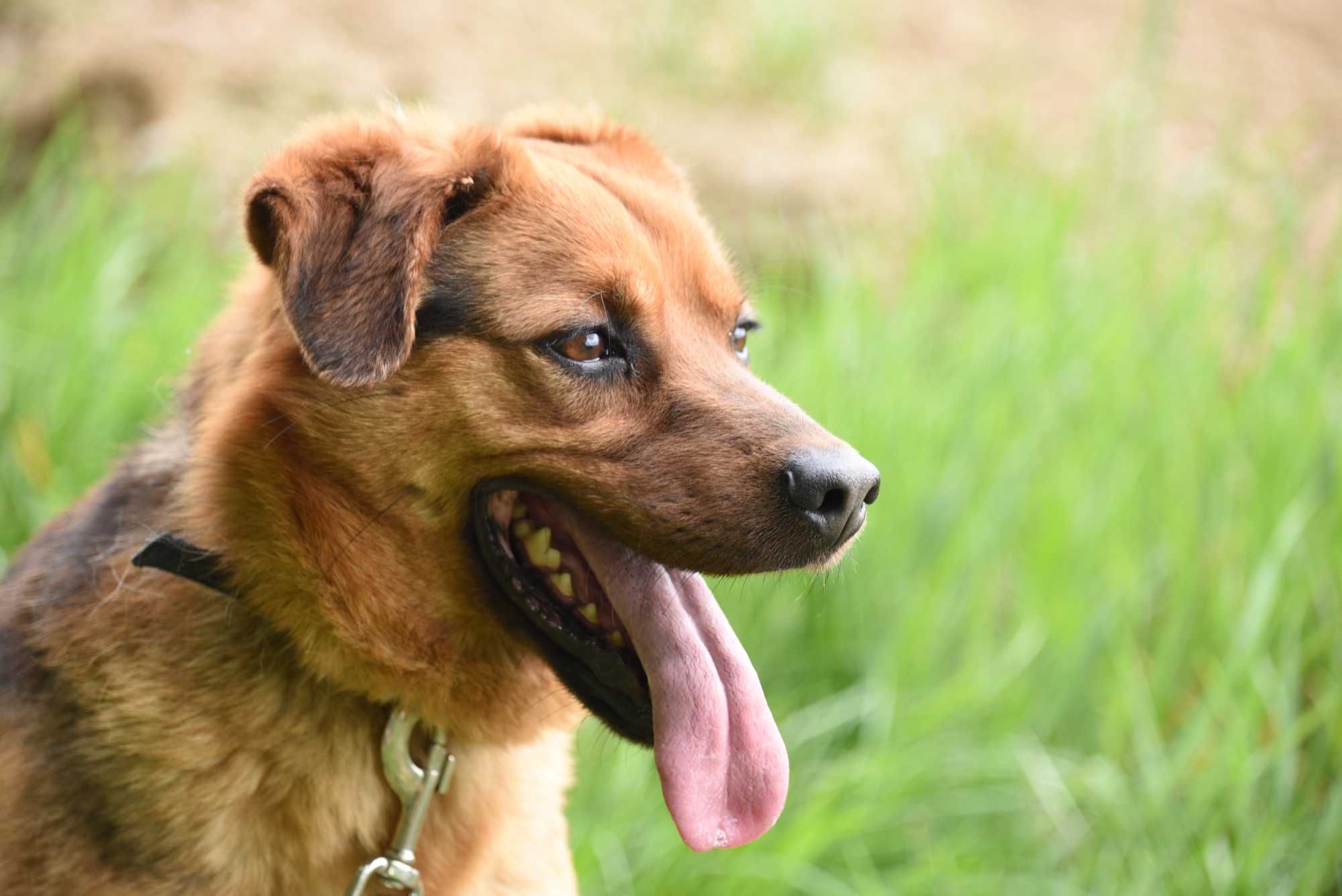 Gryzak - psiak po przejściach do adopcji