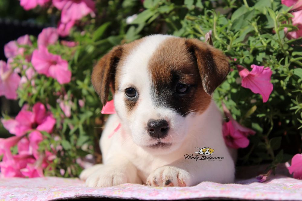 Sunia Jack Russell Terrier ZKwP FCI*Gotowa do odbioru*