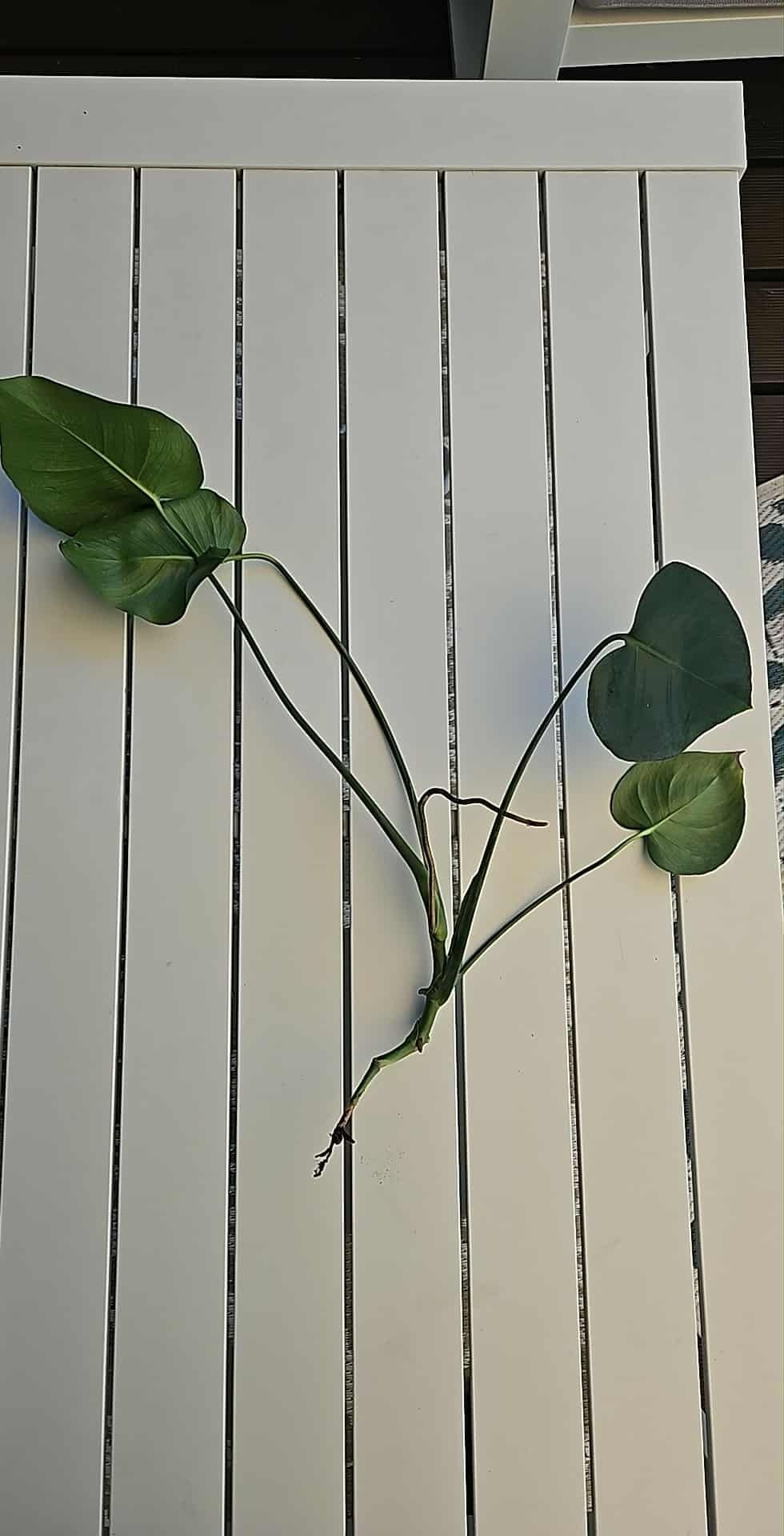 Monstera kwiatek