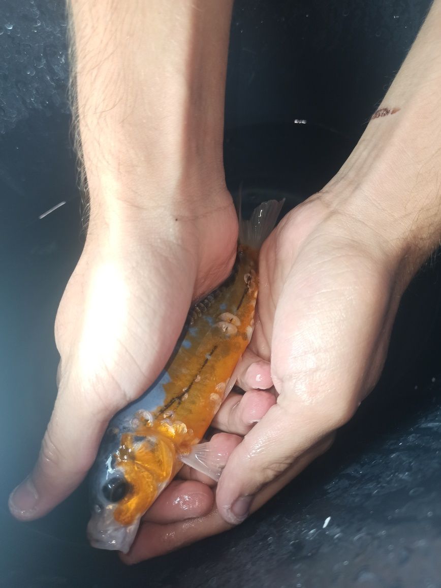Carpa Koi linda maravilhosa