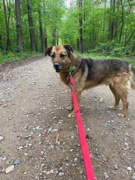 Kochany Gomez na tropie domu