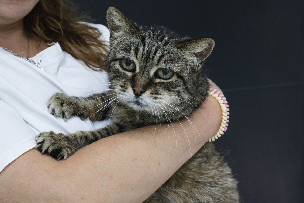 Киця, красива кішка