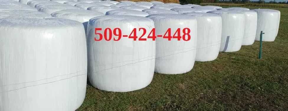 Kukurydza w belach, kiszonka z kukurydzy, bele kukurydza dużo ziarna