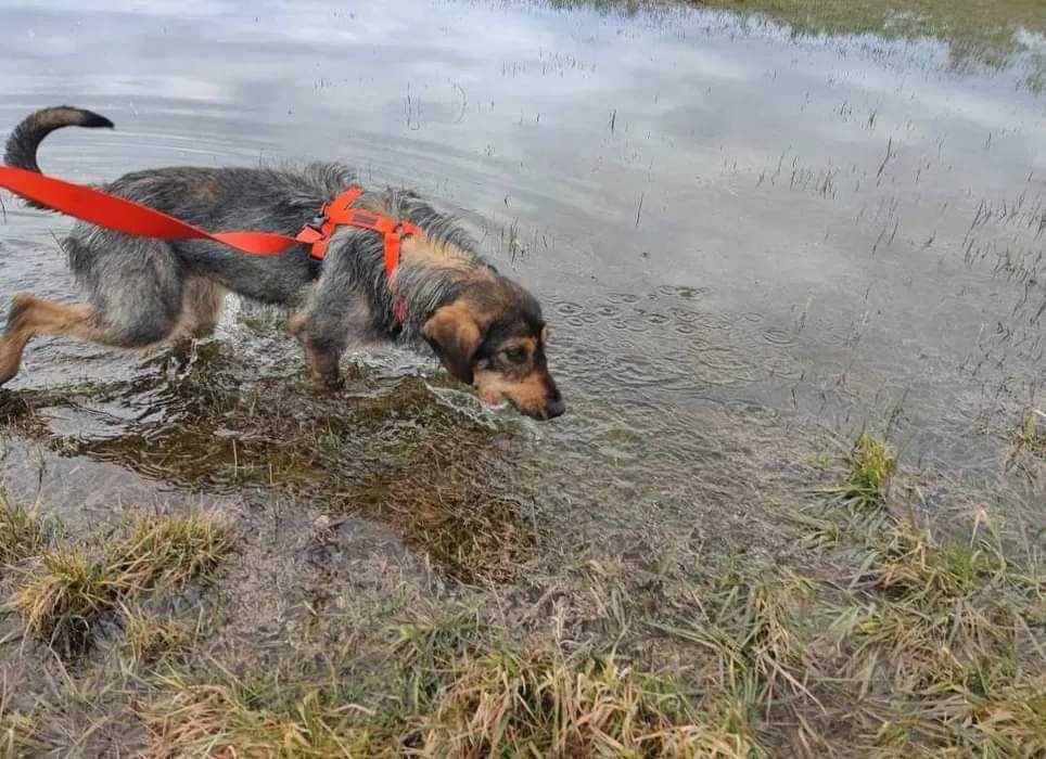 Merida szuka domu. Spójrz, pokochaj, adoptuj