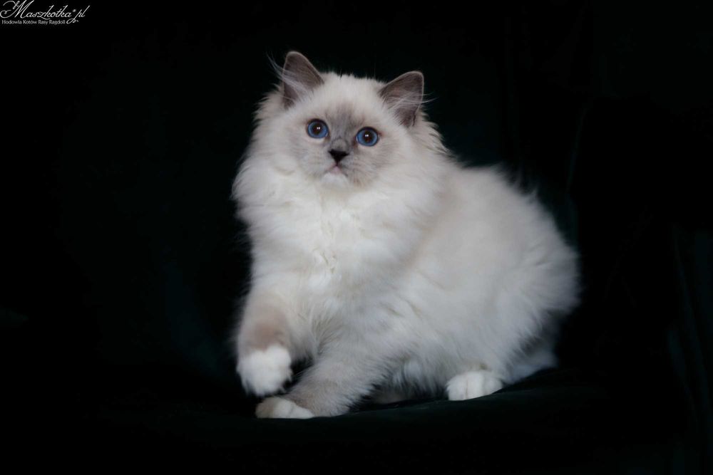 Ragdoll, przepiękna koteczka blue mitted z prawdziwym rodowodem FPL