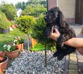 Piękny Piesek Cocker Spaniel