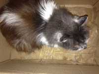 Найдена кошка пушистая серого окраса с белыми пятнами