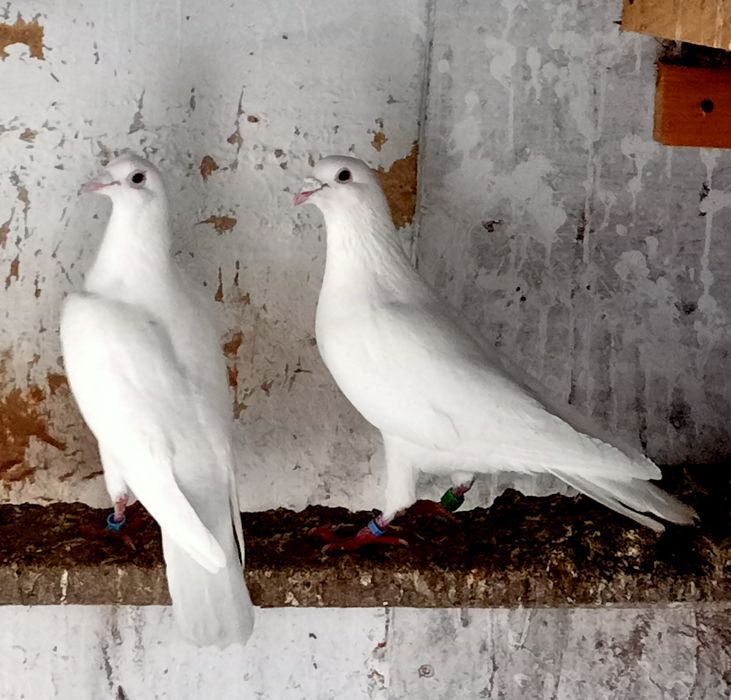 Pocztowe białe młode zamiana za zboże