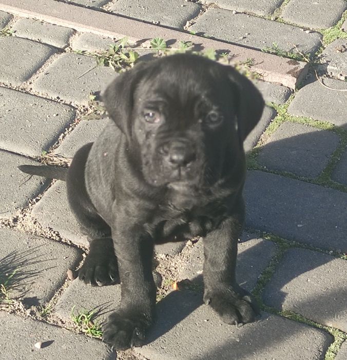 Cane Corso zapraszamy