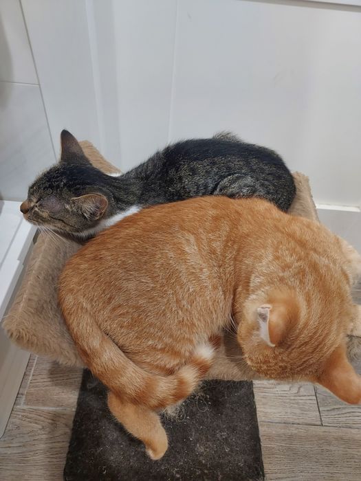 Cudowne rodzeństwo do adopcji