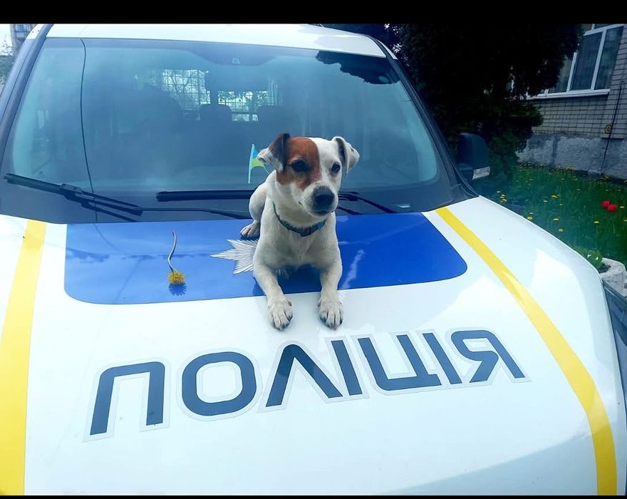 В'язка Джек Рассел тер'єр