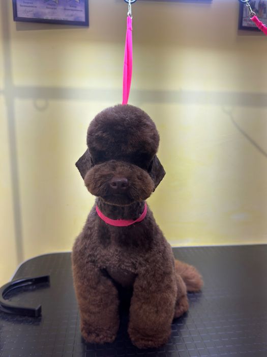 Грумінг собак (салонний) Салтовка