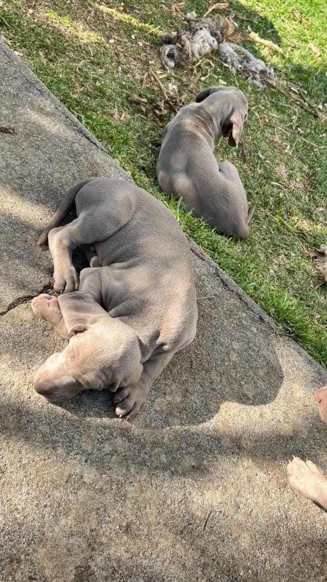 Weimaraner Menina com coloração incomum